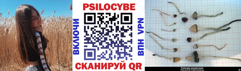 Галлюциногенные грибы Psilocybe  Городец 